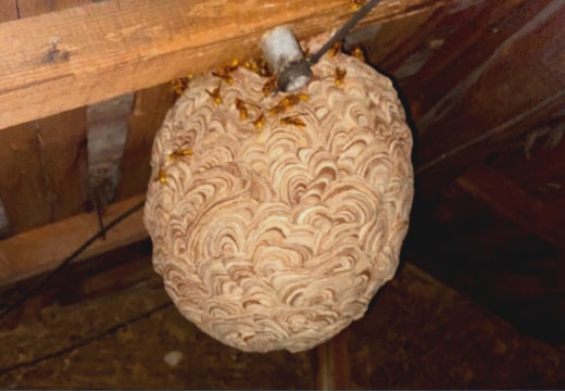 瓦の隙間・屋根裏に巣を作っている