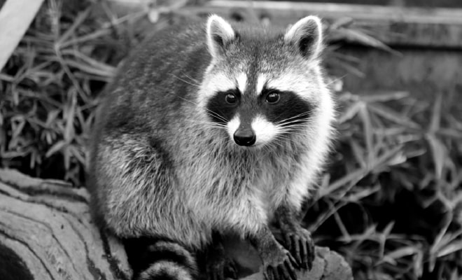 アライグマ駆除