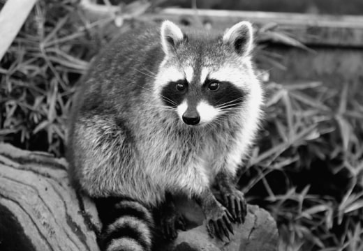 アライグマ駆除